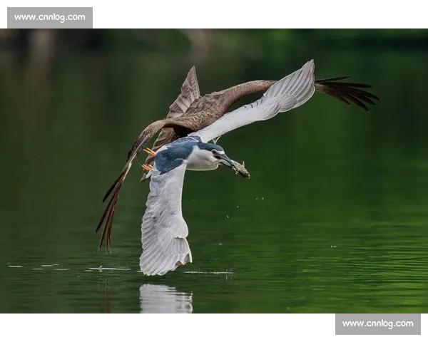 小鹰经典比赛视频全解析重温无敌统治力与巅峰瞬间综合回顾精彩时刻